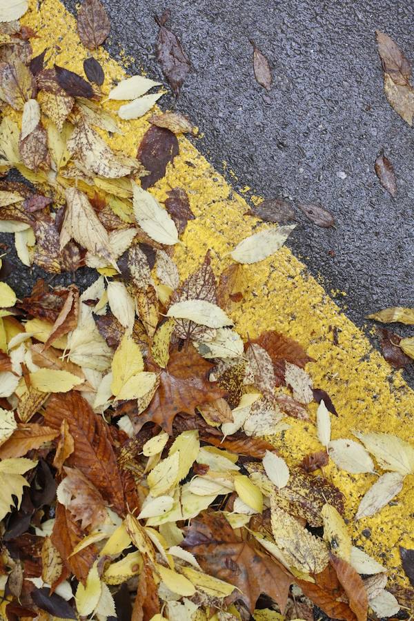 En estos días, los visitantes del bosque de la Alhambra pueden disfrutar de una estampa típica del otoño. Un gran manto de hojas caídas de los árboles se extiende sobre bancos, caminos, escaleras y entre los mismos árboles. El frío que cada vez es más patente y la lluvia han hecho que los árboles se muestren cada día más desnudos, para dejar en el suelo las hojas que nacieron con la primavera. Estampas que hacen más bello el bosque de la Alhambra. 