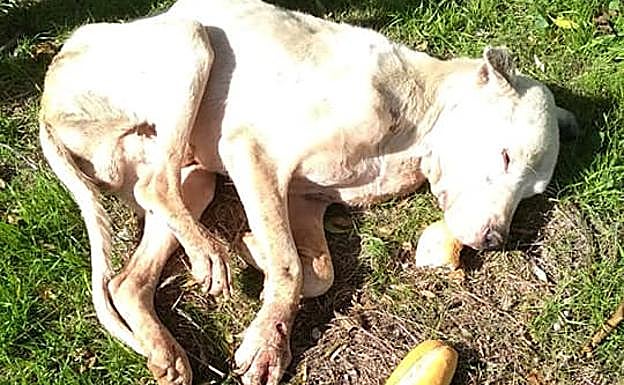 Indignación en las redes por el abandono en Huelma de un dogo argentino con desnutrición