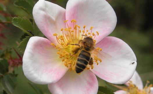 Abeja sobre una flor de Rosa pimpinellifolia 