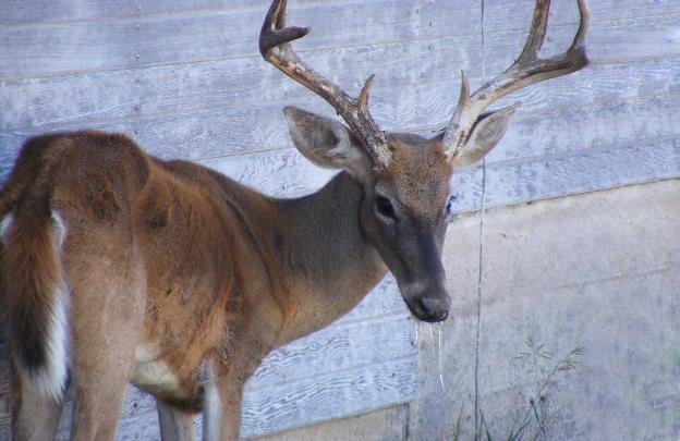Imagen de un ciervo enfermo detectado en Estados Unidos. :: Kansas Department of Wildlife Parks and Tourism 