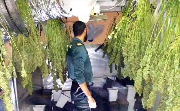 Detenido un joven de 22 años por tener 210 plantas de marihuana en su casa de Jimena