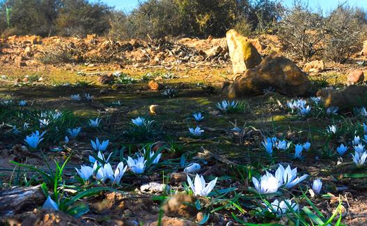 Flores de Androcymbium europaeum en la zona de las Amoladeras 