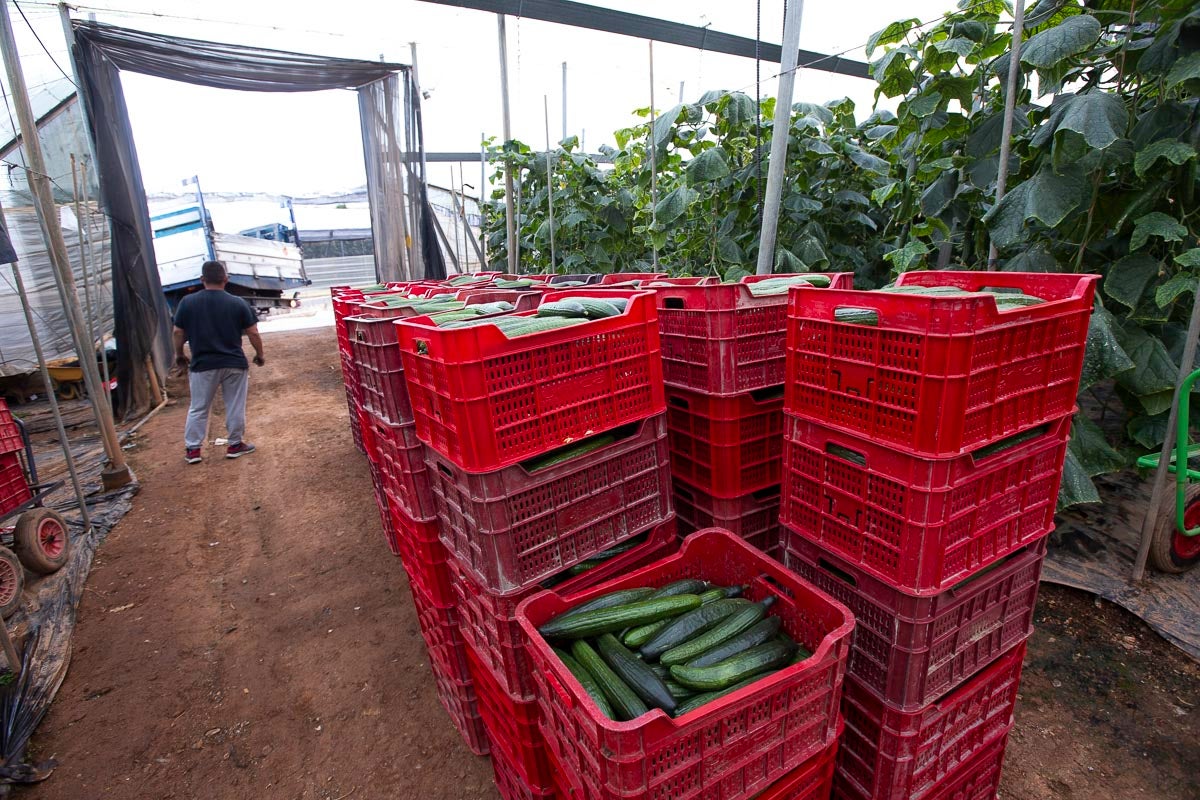 Los productores de pepino llevan diez días vendiendo por debajo de los costes de producción 