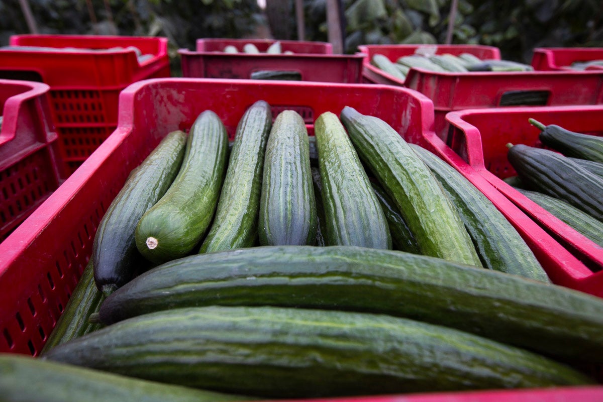 Los productores de pepino llevan diez días vendiendo por debajo de los costes de producción 