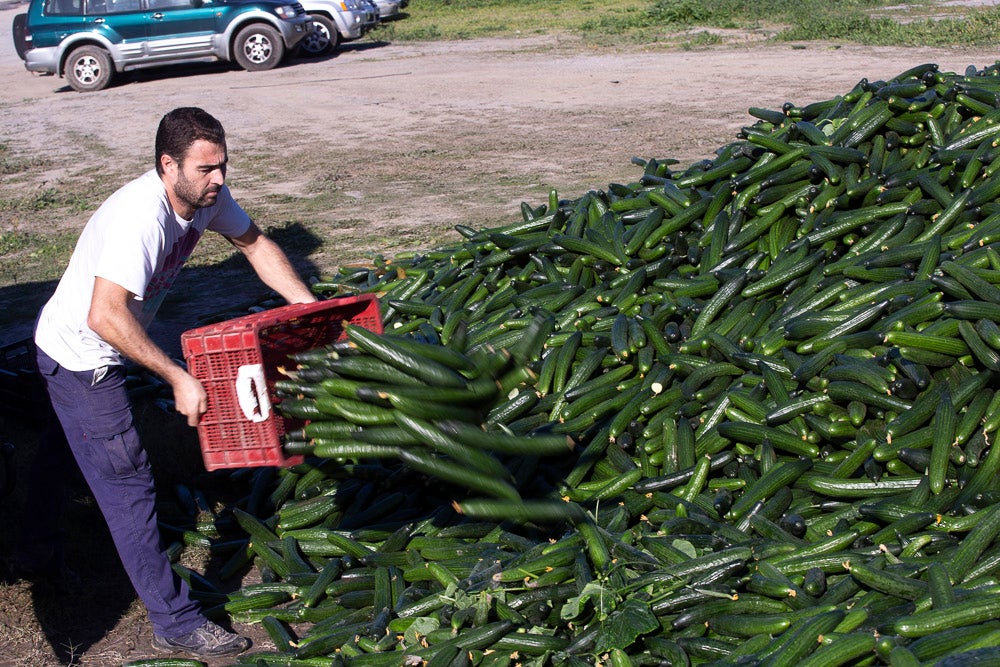 Confían en que la destrucción del producto tenga sus efectos y los precios suban porque ahora «les está costando el dinero» 