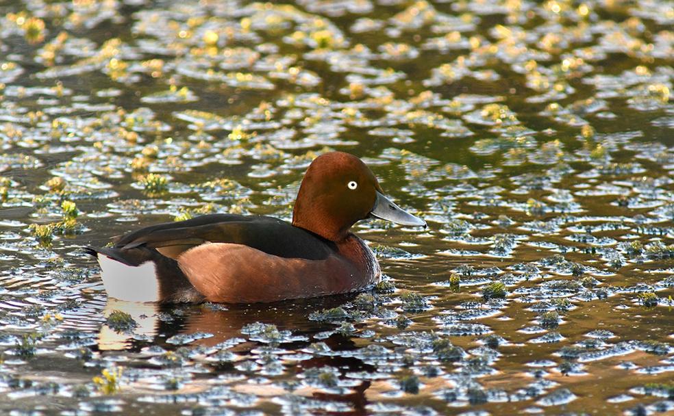 Aythya nyroca en aguas de la Charca de Suárez donde llega para pasar el invierno