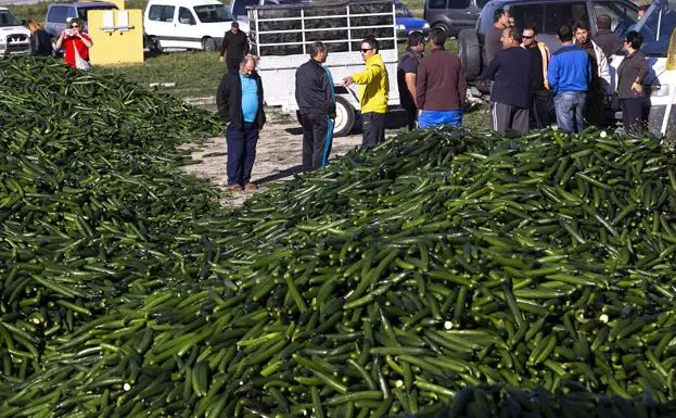 El ferial de Motril está lleno de pepinos que han ido tirando los agricultores de la Costa, desde Torrenueva a Castillo de Baños. 