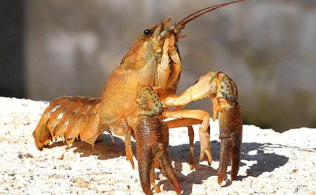 Cangrejo ibérico adulto 