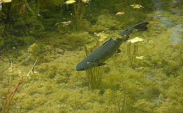 Trucha arco iris, especie exótica invasora que desplaza a la trucha ibérica