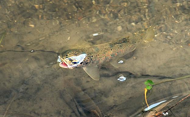 Trucha común en aguas del río Darro en su tramo urbano en Granada 