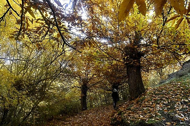 Las hojas caídas de los castaños crean un tupido espacio donde se desarrolla una rica biodiversidad y generan paisajes interiores cargados de belleza.