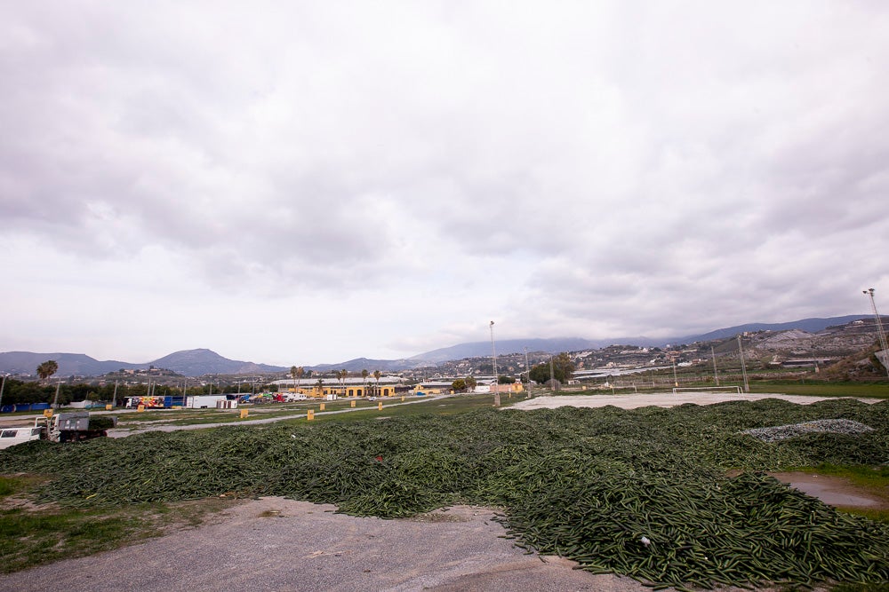 Ahora empezarán a llevarse directamente a la planta de residuos