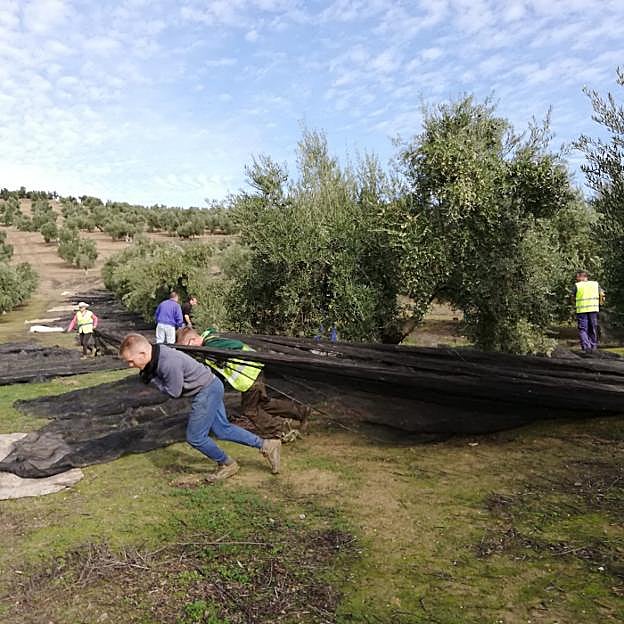 Jornaleros durante la recolección de aceituna en Jabalquinto.