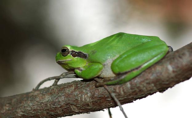 El croar de las ranas puede ayudar a mandar whatsapps