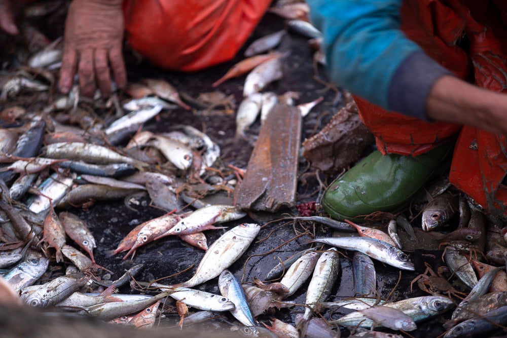 El pescado motrileño va a las pescaderías y a la hostelería, aunque los hosteleros no suelen ir a comprar directamente, sino que declinan esa tarea en los distribuidores