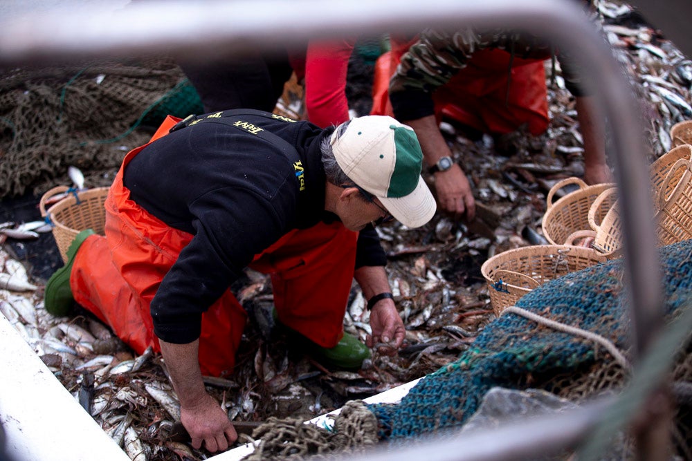 El pescado motrileño va a las pescaderías y a la hostelería, aunque los hosteleros no suelen ir a comprar directamente, sino que declinan esa tarea en los distribuidores