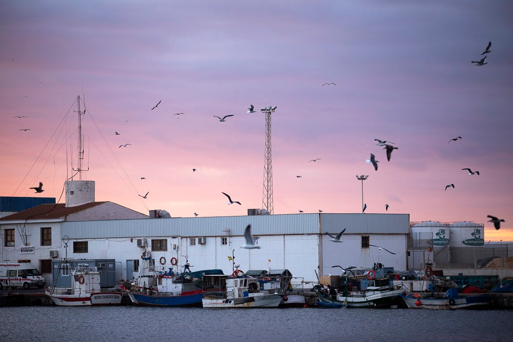 El pescado motrileño va a las pescaderías y a la hostelería, aunque los hosteleros no suelen ir a comprar directamente, sino que declinan esa tarea en los distribuidores