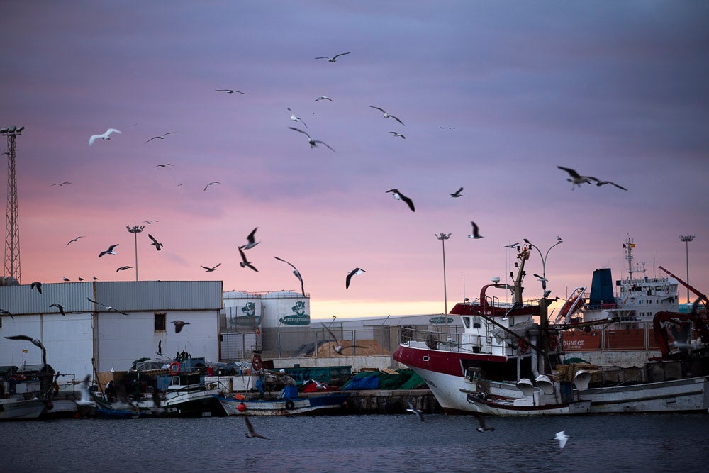 El pescado motrileño va a las pescaderías y a la hostelería, aunque los hosteleros no suelen ir a comprar directamente, sino que declinan esa tarea en los distribuidores