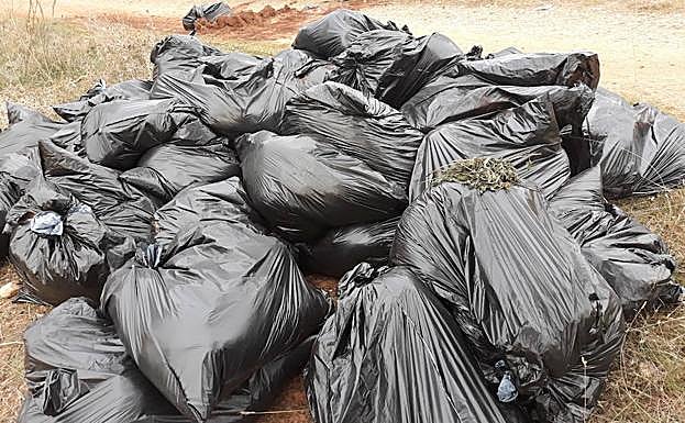 Hallan restos de una cosecha de marihuana en una zona forestal de El Fargue