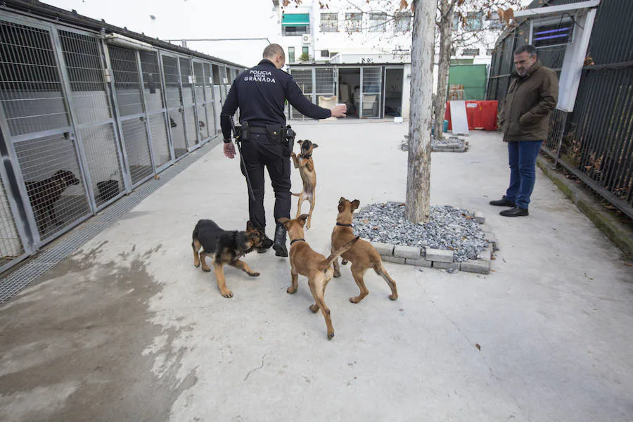 Los tres cachorros huérfanos adoptados por los agentes empiezan el adiestramiento con el ya famoso perro Stan Lee.