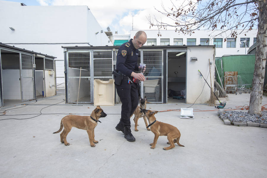 Los tres cachorros huérfanos adoptados por los agentes empiezan el adiestramiento con el ya famoso perro Stan Lee.