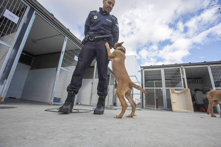 Los tres cachorros huérfanos adoptados por los agentes empiezan el adiestramiento con el ya famoso perro Stan Lee.