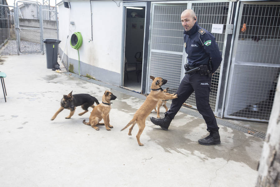 Los tres cachorros huérfanos adoptados por los agentes empiezan el adiestramiento con el ya famoso perro Stan Lee.