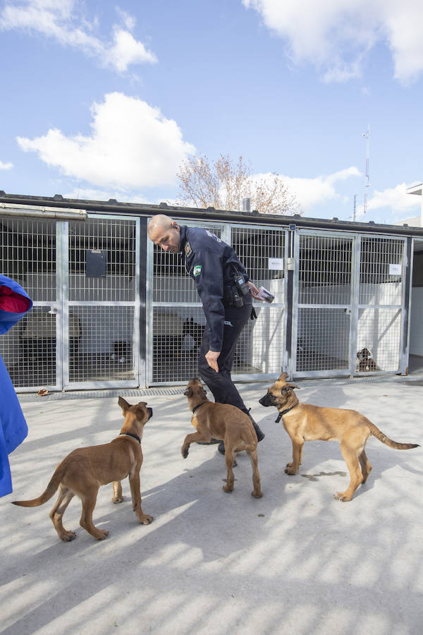 Los tres cachorros huérfanos adoptados por los agentes empiezan el adiestramiento con el ya famoso perro Stan Lee.