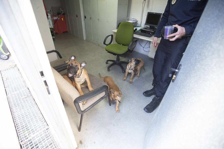 Los tres cachorros huérfanos adoptados por los agentes empiezan el adiestramiento con el ya famoso perro Stan Lee.