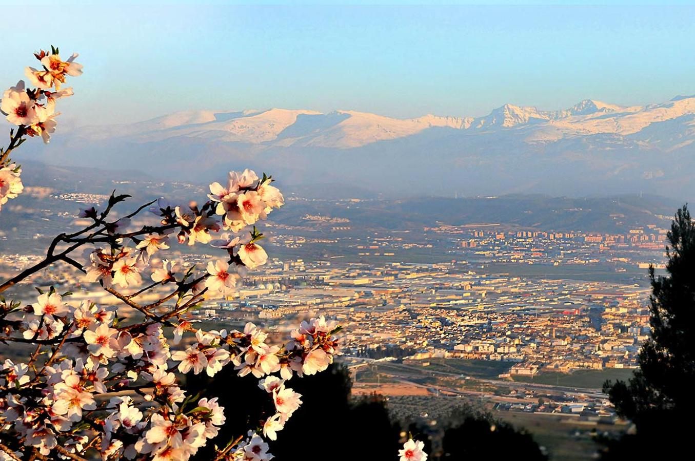 Almendros de Sierra Elvira se asoman sobre el valle de Granada