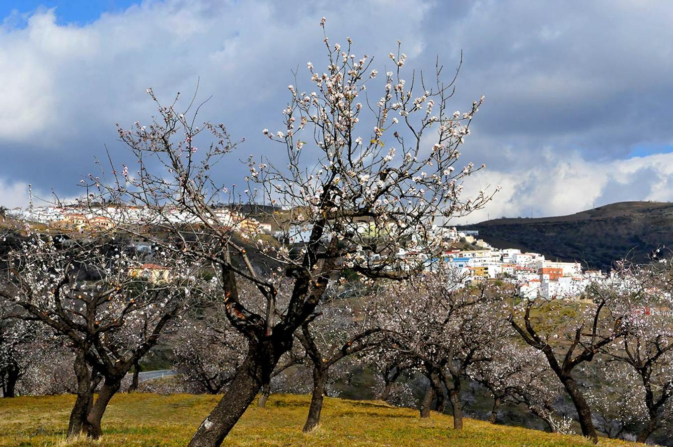 Almendrales enLos Gálvez