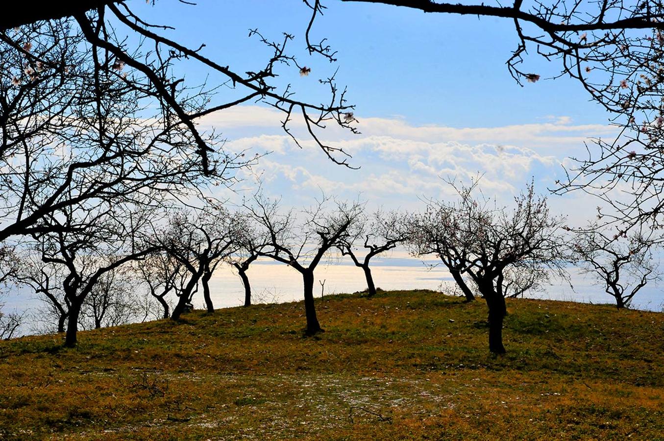 Almendrales de Albondón, con el mar de Alborán al fondo