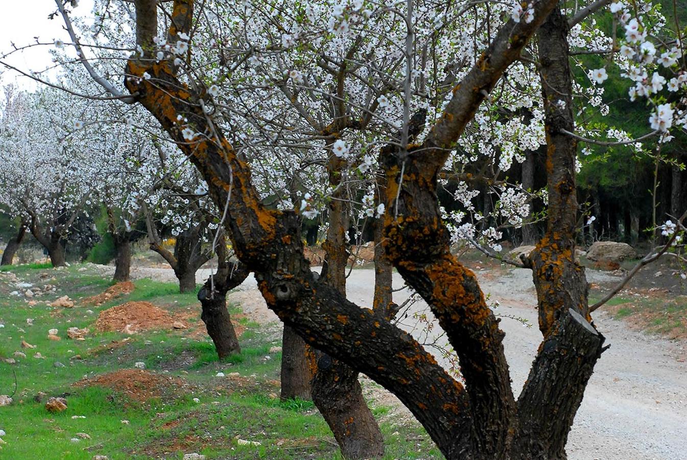 Almendrales en los tajos de Alhama