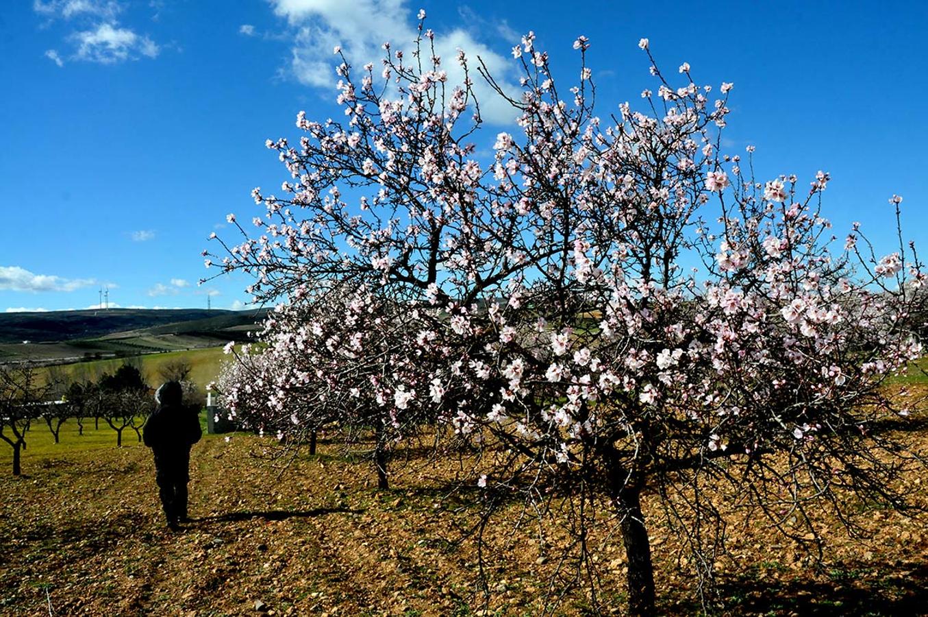 Almendrales en Padul