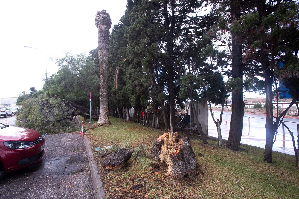 El mal tiempo ha hecho que se caigan dos árboles y una palmera