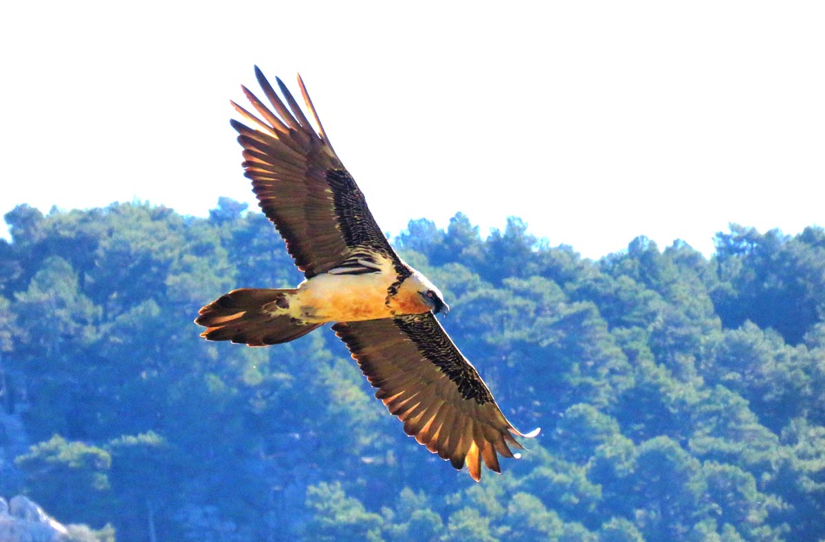 Un quebrantahuesos vuela en la sierra de Cazorla 