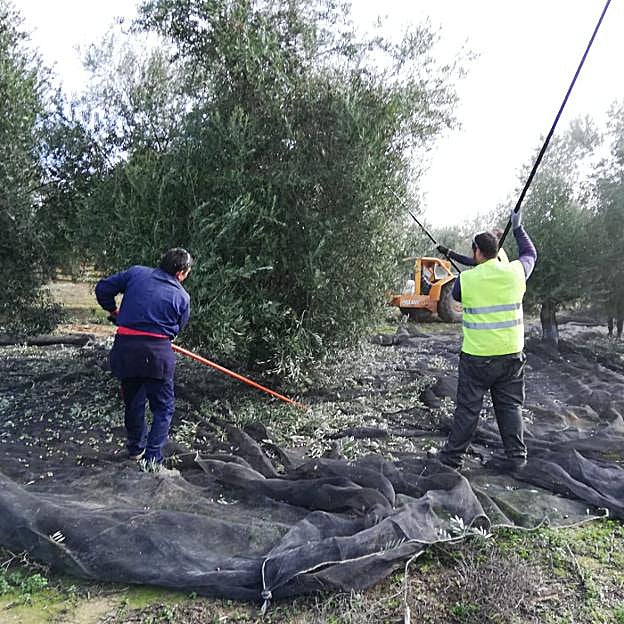 Aceituneros vareando una oliva en la campiña jienense esta campaña.