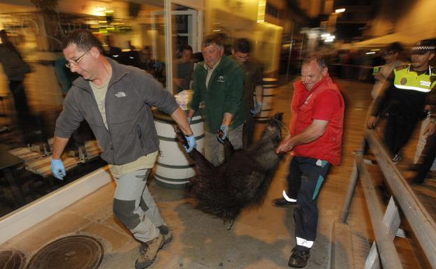 Agentes de Medio Ambiente sacan dormida del bar Volapié a la jabalina que sembró el pánico en el centro de Granada en abril de 2014.