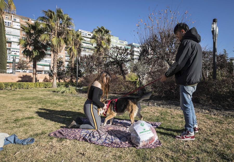 El mercurio anda revuelto en los primeros días de febrero y el buen tiempo está dejando estampas propias de la primavera en toda la provincia, sobre todo a mediodía. La temperaturas varían tanto en apenas unas horas que la ropa de abrigo de la mañana sobra a la hora de comer. Algunos no han desaprovechado para tumbarse al sol en algunos puntos de la capital granadina... ¡en manga corta!