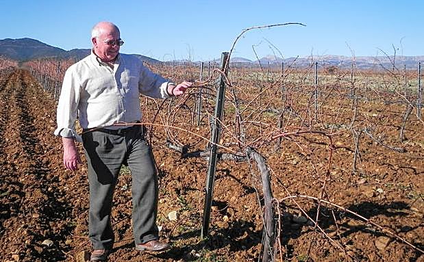 Torcuato pasea por una de sus viñas en Purullena