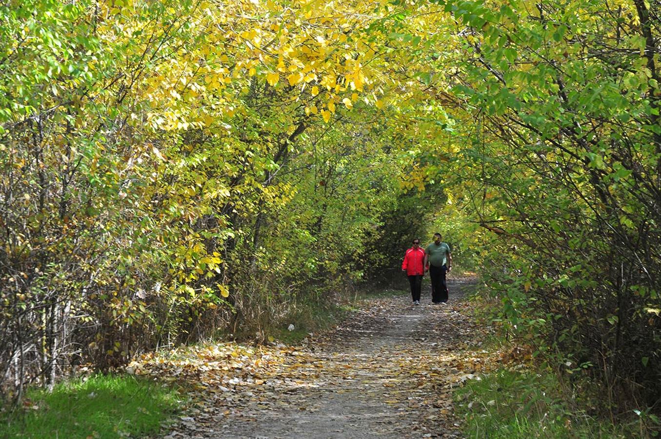 Genil . Aún quedan hojas en las arboledas de la ribera del Genil, un recorrido entre Cenes de la Vega y Pinos Genil. Poco más de 2 kilómetros de ida y otros de vuelta junto al río