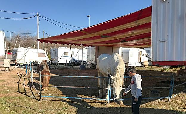 Galería. Un niño da de comer a un caballo del Circo Dola Roma instalado en Albolote.
