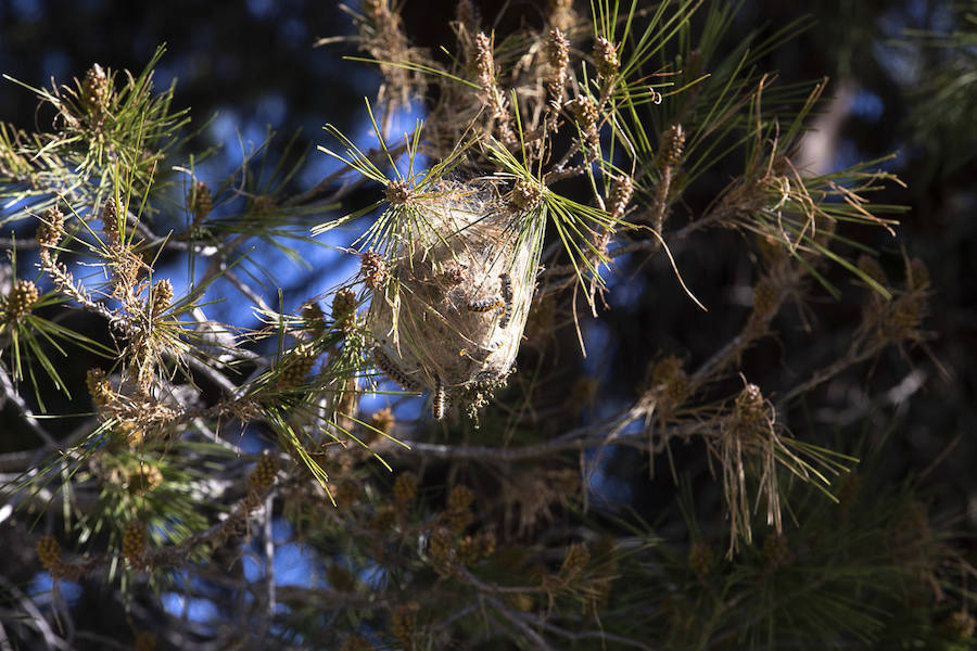 Ayuntamientos costeros como Salobreña y Motril actúan para tratar de contener el avance de esta oruga tóxica desde los pinares de los montes públicos hasta las ciudades