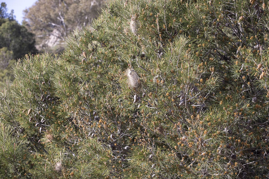 Ayuntamientos costeros como Salobreña y Motril actúan para tratar de contener el avance de esta oruga tóxica desde los pinares de los montes públicos hasta las ciudades