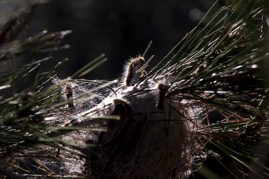 Ayuntamientos costeros como Salobreña y Motril actúan para tratar de contener el avance de esta oruga tóxica desde los pinares de los montes públicos hasta las ciudades