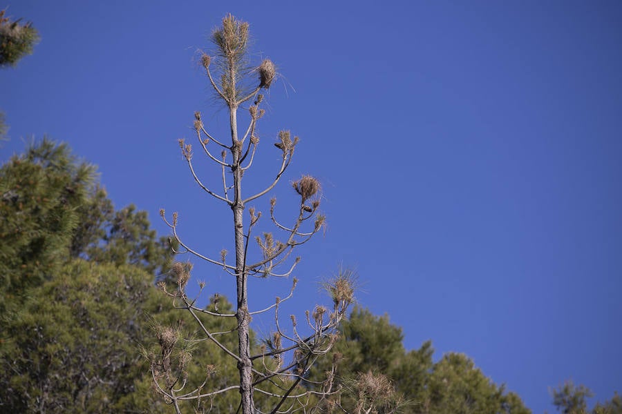 Ayuntamientos costeros como Salobreña y Motril actúan para tratar de contener el avance de esta oruga tóxica desde los pinares de los montes públicos hasta las ciudades