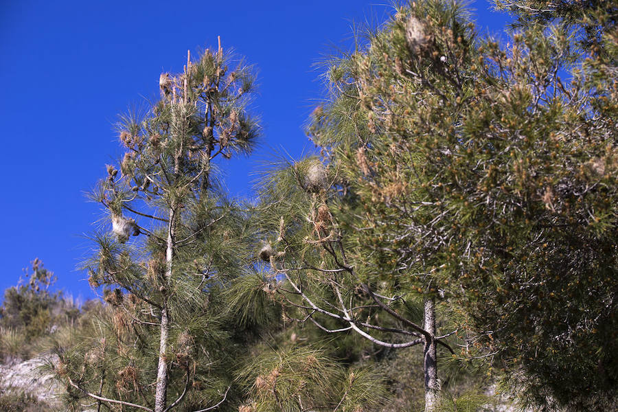 Ayuntamientos costeros como Salobreña y Motril actúan para tratar de contener el avance de esta oruga tóxica desde los pinares de los montes públicos hasta las ciudades