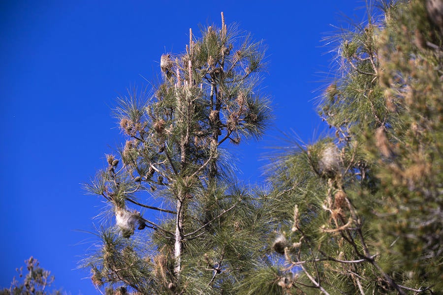 Ayuntamientos costeros como Salobreña y Motril actúan para tratar de contener el avance de esta oruga tóxica desde los pinares de los montes públicos hasta las ciudades