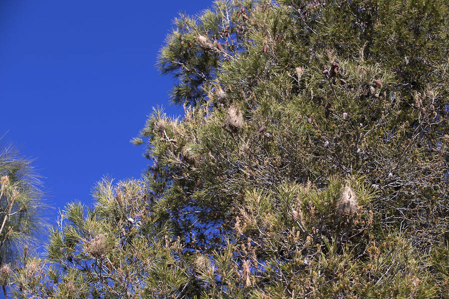 Ayuntamientos costeros como Salobreña y Motril actúan para tratar de contener el avance de esta oruga tóxica desde los pinares de los montes públicos hasta las ciudades
