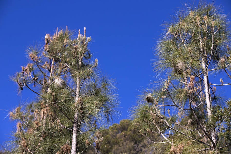 Ayuntamientos costeros como Salobreña y Motril actúan para tratar de contener el avance de esta oruga tóxica desde los pinares de los montes públicos hasta las ciudades